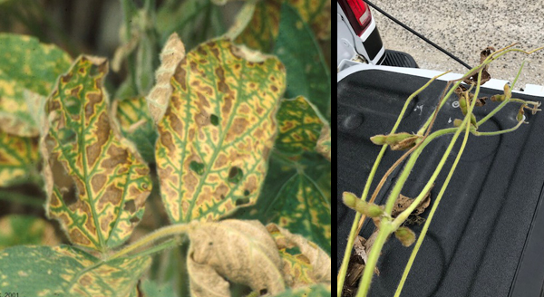 Chlorotic Leaves & Interveinal Necrosis: Not Always Sudden Death Syndrome (SDS)